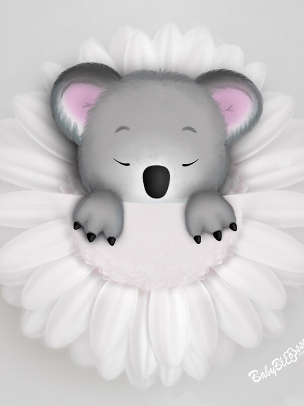 Koala white flower